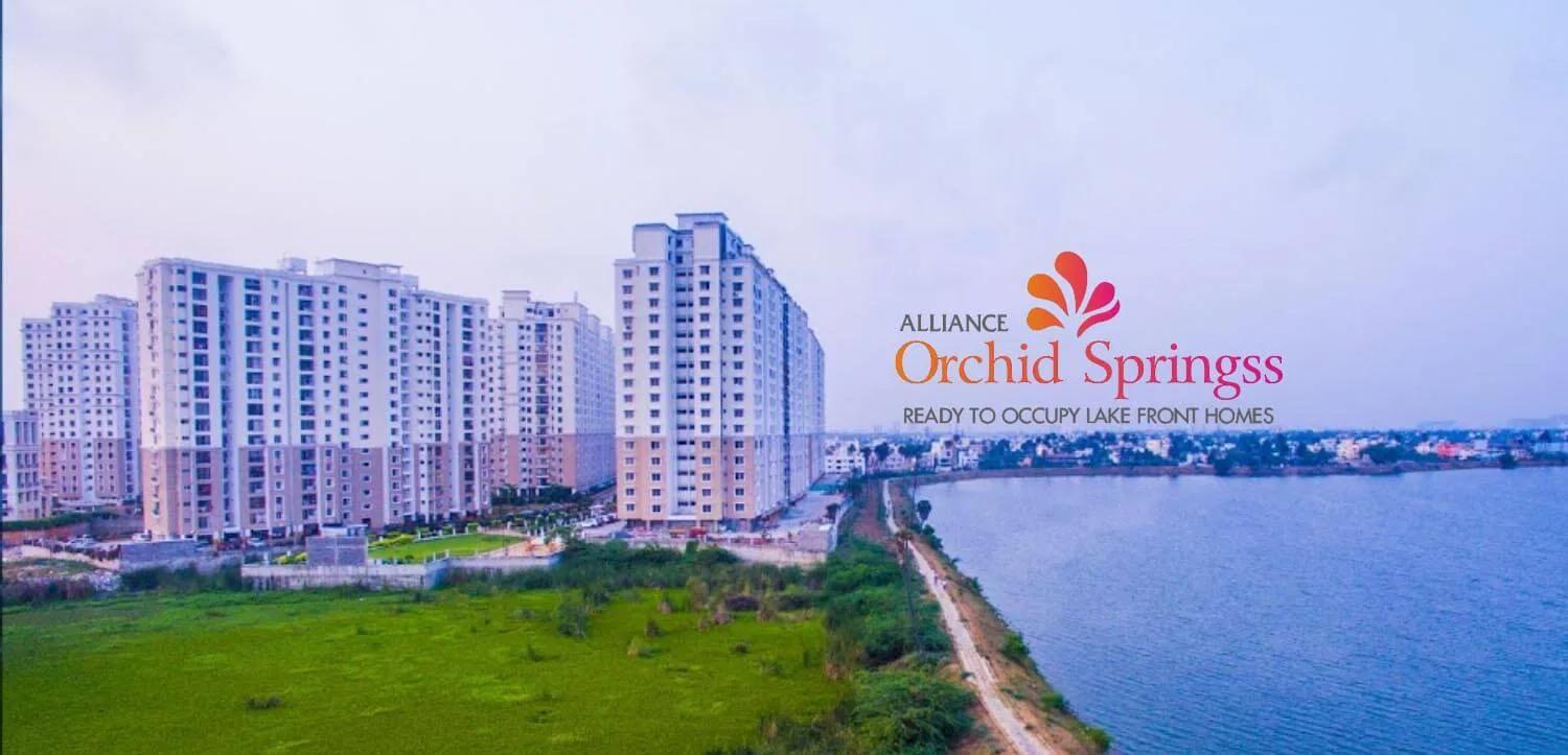 Alliance Orchid Springss