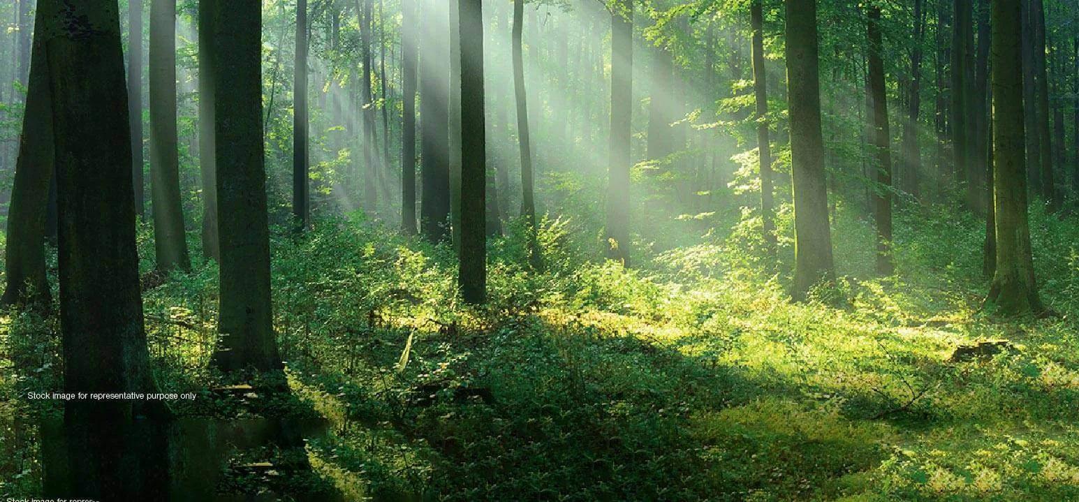 Godrej Woodland Plots