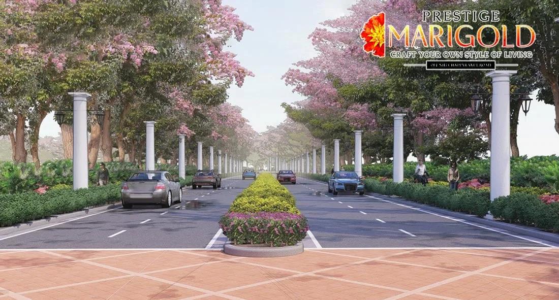 Prestige Marigold Plots